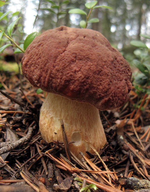 hríb sosnový Boletus pinophilus Pil. et Dermek in Pil.