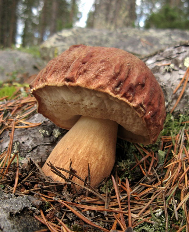 hríb sosnový Boletus pinophilus Pil. et Dermek in Pil.