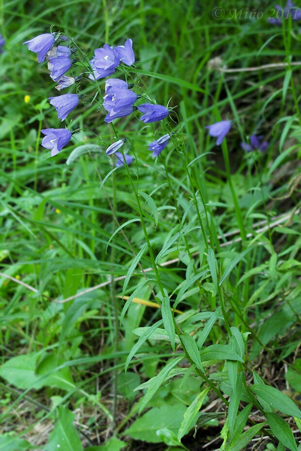 zvonček hrubokoreňový Campanula serrata (Kit. ex Schult.) Hendrych