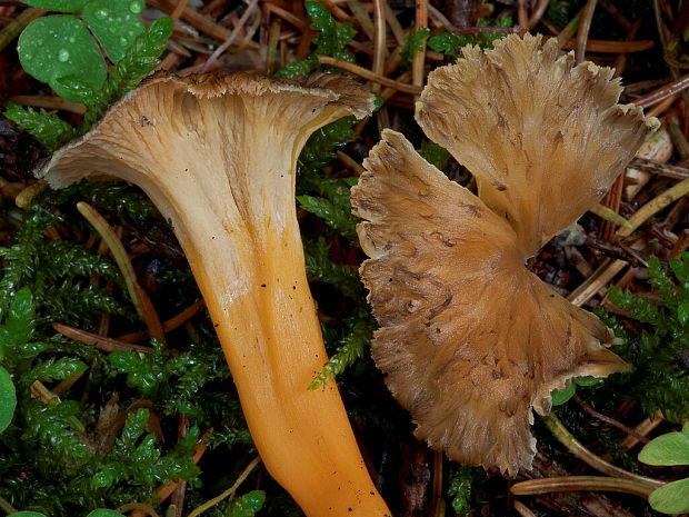 kuriatko žltohnedé Cantharellus lutescens Fr.