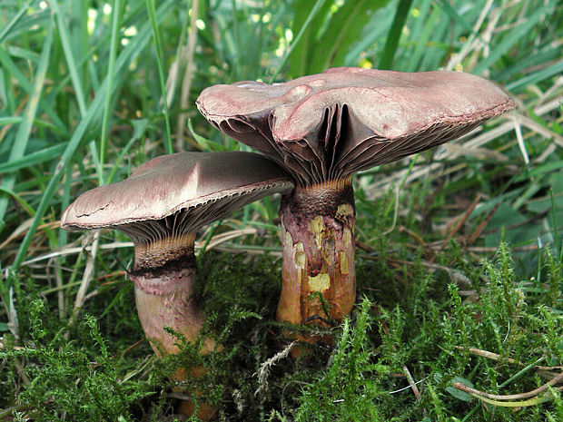 sliziak lepkavý Chroogomphus rutilus (Schaeff.) O.K. Mill.