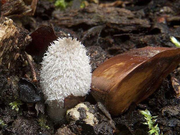 hnojník Coprinopsis sp.