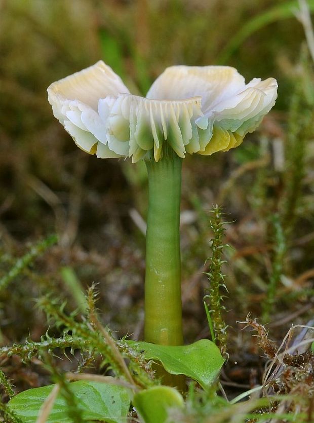 lúčnica žltozelená Gliophorus psittacinus (Schaeff.) Herink