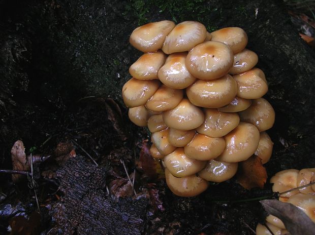 šupinačka menlivá Kuehneromyces mutabilis (Schaeff.) Singer & A.H. Sm.