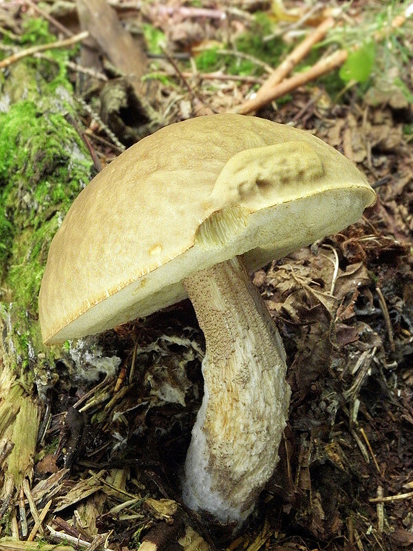 kozák hrabový Leccinum pseudoscabrum (Kallenb.) Šutara