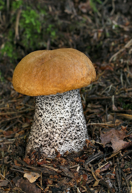 kozák žltooranžový Leccinum versipelle (Fr. & Hök) Snell