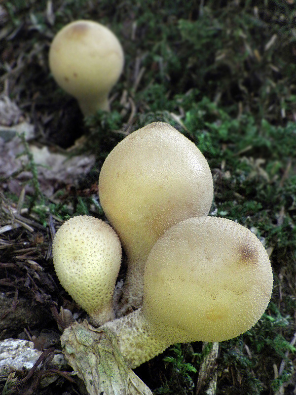 prášnica hruškovitá Lycoperdon pyriforme Schaeff.