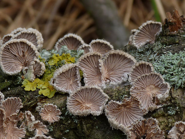 klanolupeňovka obyčajná Schizophyllum commune Fr.