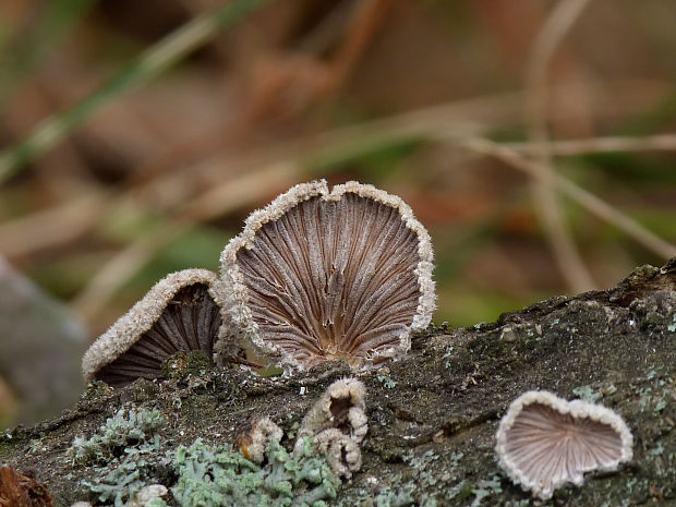 klanolupeňovka obyčajná Schizophyllum commune Fr.