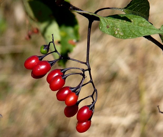 ľuľok sladkohorký Solanum dulcamara L.