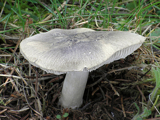 čírovka Tricholoma sp.