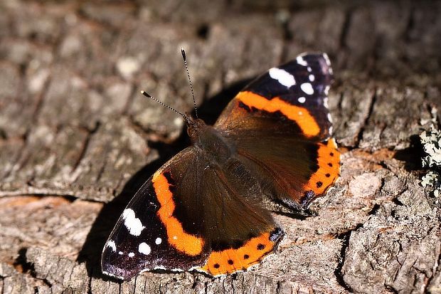 babôčka admiralska Vanessa atalanta