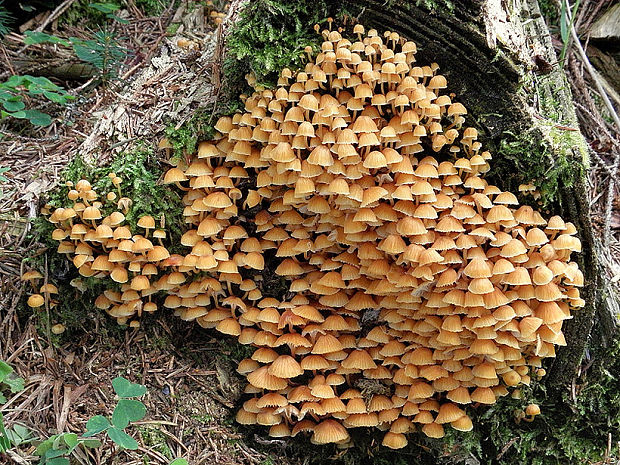 tanečnička zvončekovitá Xeromphalina campanella (Batsch) Maire