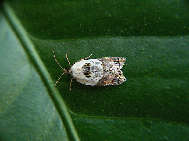 obaľovač krovinový Acleris variegana