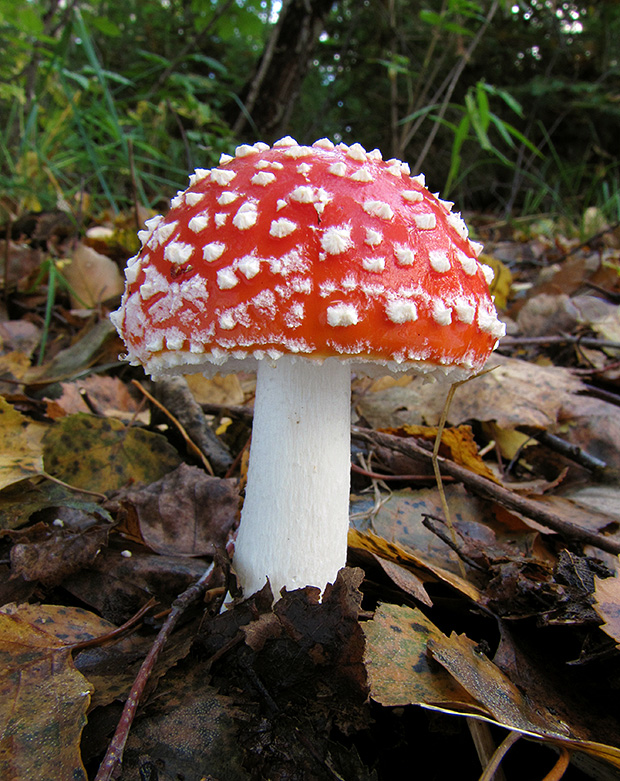 muchotrávka červená Amanita muscaria (L.) Lam.