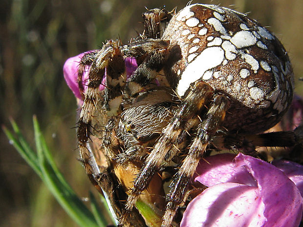 križiak obyčajný/ křižák obecný Araneus diadematus Clerck, 1758