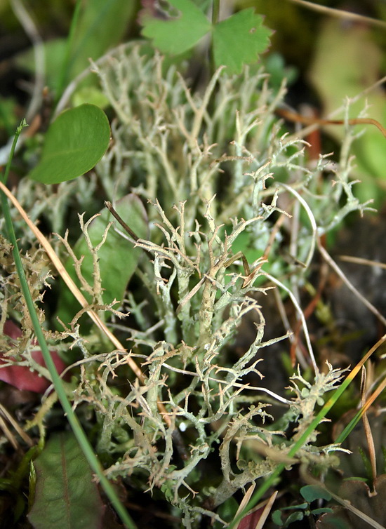 dutohlávka Cladonia sp.