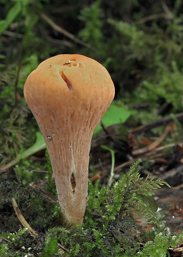 kyjak useknutý Clavariadelphus truncatus Donk