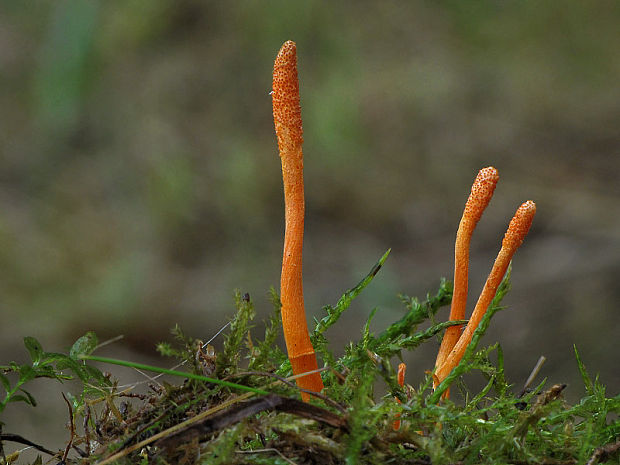 žezlovka hmyzová Cordyceps militaris (Fr.) Link