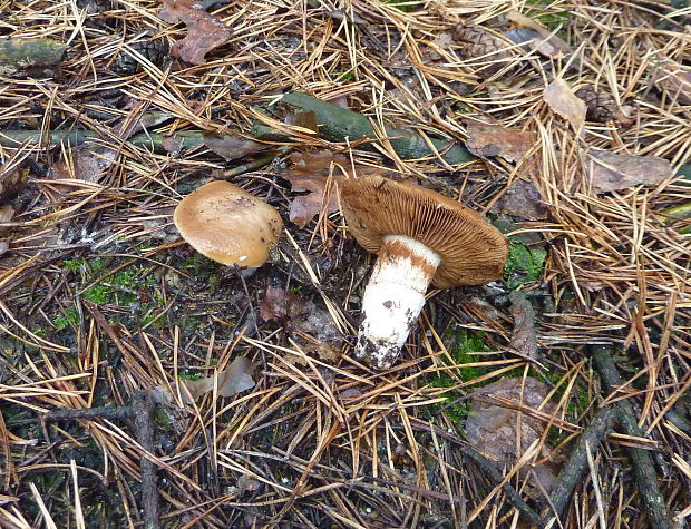 pavučinovec Cortinarius sp.