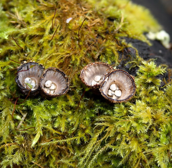 čiaškovec pásikavý Cyathus striatus (Huds.) Willd.