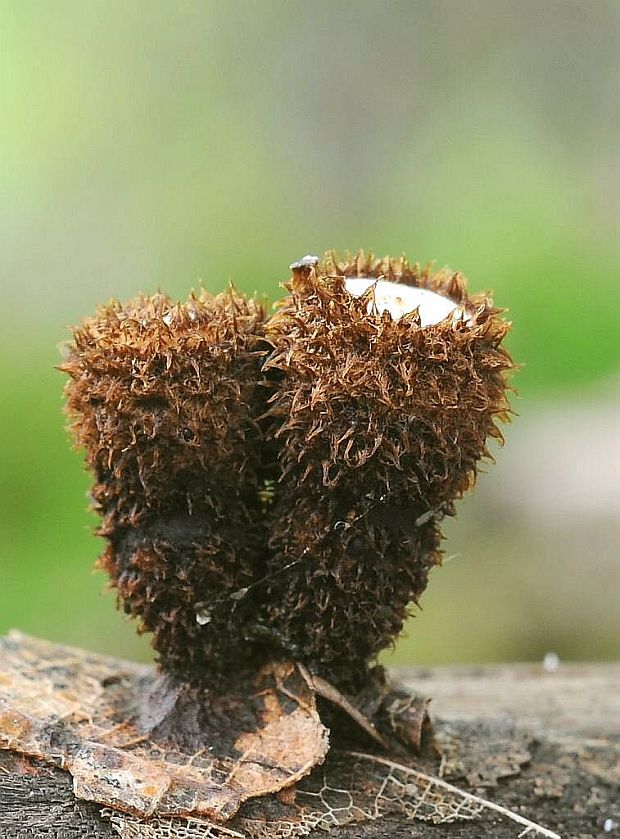 čiaškovec pásikavý Cyathus striatus (Huds.) Willd.