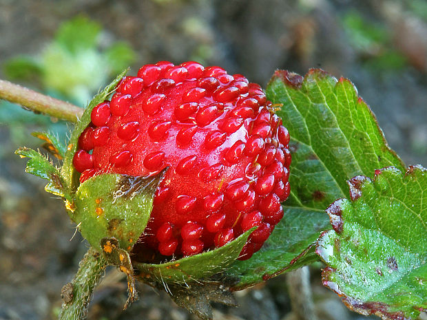 pajahoda indická Duchesnea indica (Andrews) Focke