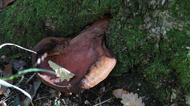 pečeňovec dubový Fistulina hepatica (Schaeff.) With.