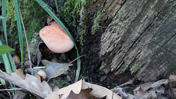 pečeňovec dubový Fistulina hepatica (Schaeff.) With.