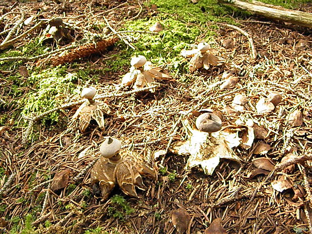 neidentifikovaná huba Geastrum striatum ?