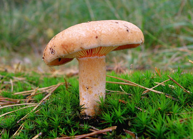 rýdzik pravý Lactarius deliciosus (L.) Gray