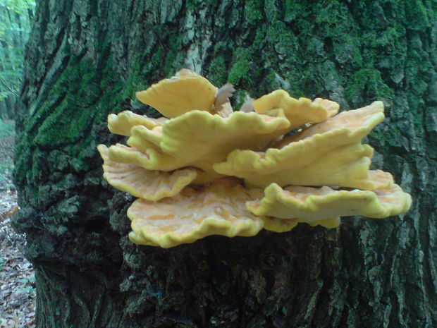 sírovec obyčajný Laetiporus sulphureus (Bull.) Murrill