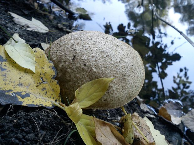 kozák topolový Leccinum albostipitatum den Bakker & Noordel.