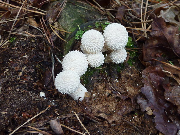 prášnica bradavičnatá Lycoperdon perlatum Pers.