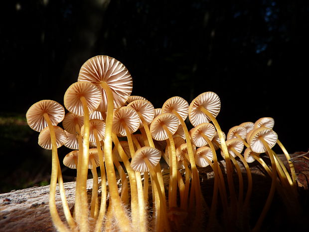 prilbička žltohlúbiková Mycena renati Quél.