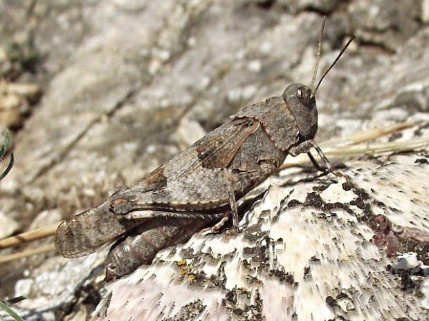 koník modrokrídly Oedipoda caerulescens