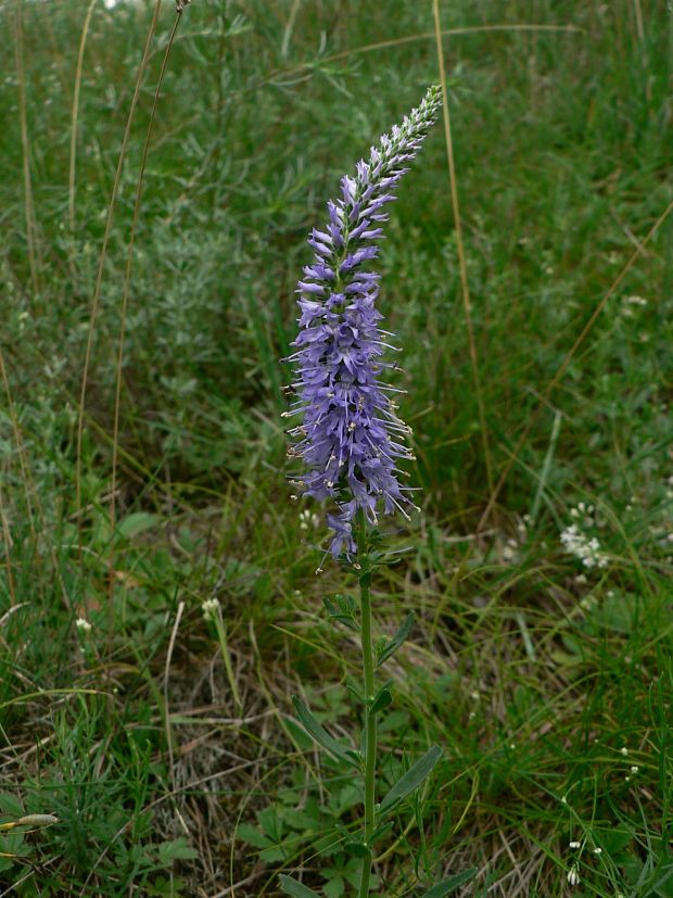 veronikovec klasnatý - rozrazil klasnatý  Pseudolysimachion spicatum (L.) Opiz