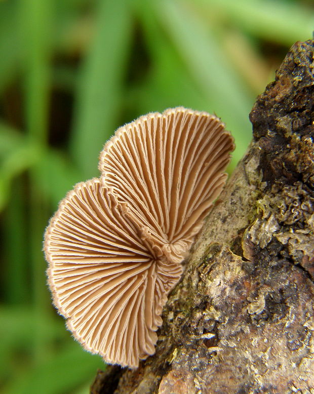 klanolupeňovka obyčajná Schizophyllum commune Fr.