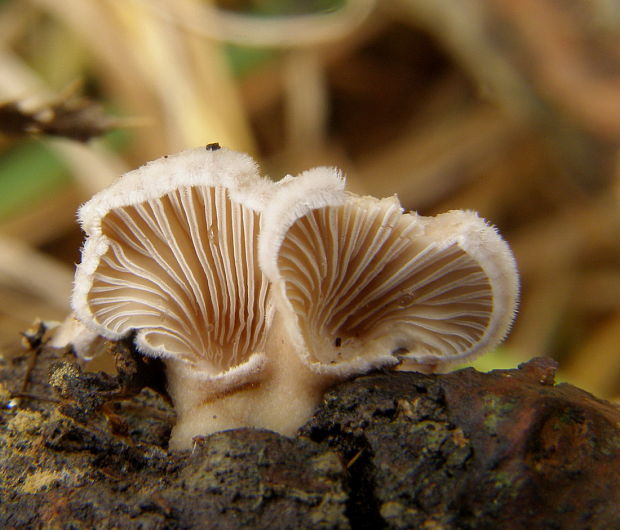 klanolupeňovka obyčajná Schizophyllum commune Fr.