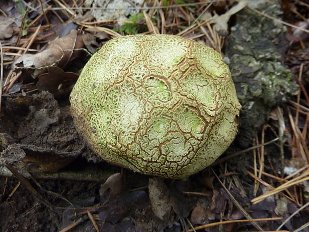 pestrec obyčajný Scleroderma citrinum Pers.