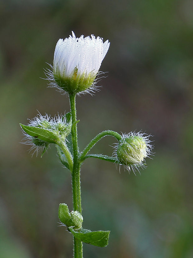 hviezdnik ročný Stenactis annua (L.) Nees