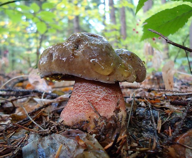 hríb zrnitohlúbikový Sutorius luridiformis (Rostk.) G. Wu & Zhu L. Yang