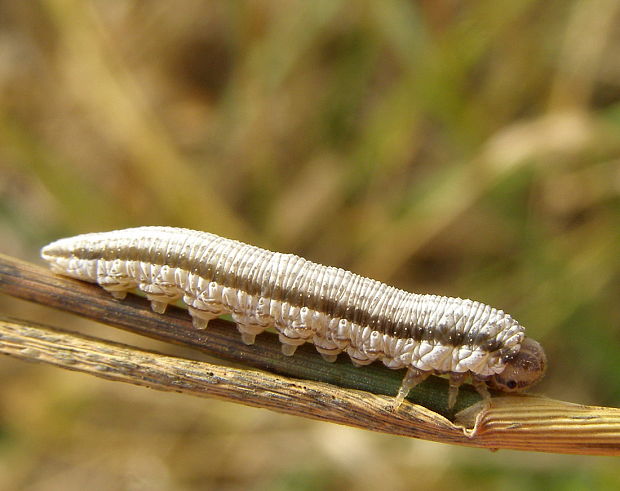 pilatka Tenthredinidae