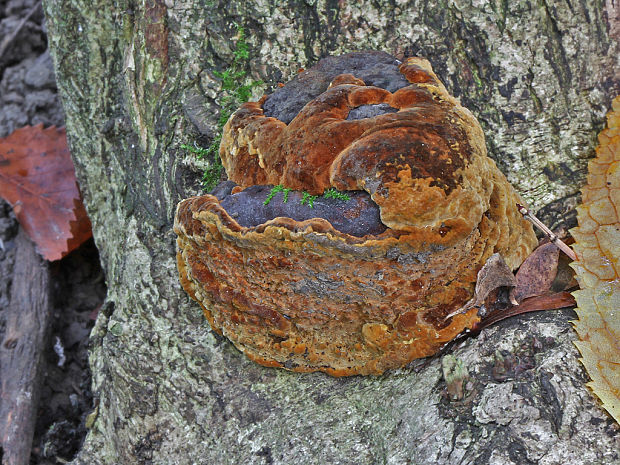 trúdnikovec hrbatý Trametes gibbosa (Pers.) Fr.