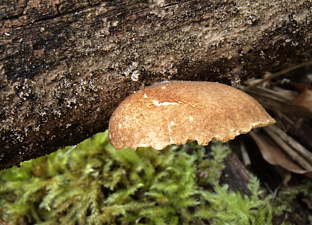 pahliva šupinkatá Crepidotus calolepis (Fr.) P. Karst.