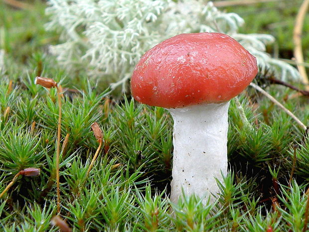 sliziak ružový Gomphidius roseus (Fr.) Oudem.