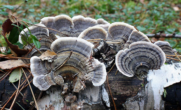 trúdnikovec pestrý Trametes versicolor (L.) Lloyd