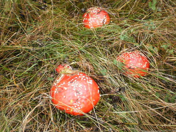 muchotrávka červená Amanita muscaria (L.) Lam.