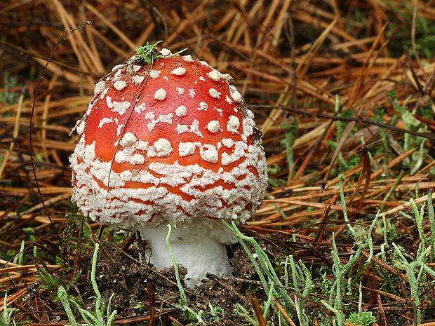 muchotrávka červená Amanita muscaria (L.) Lam.