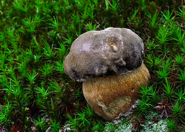 hríb bronzový Boletus aereus Bull. ex Fr.